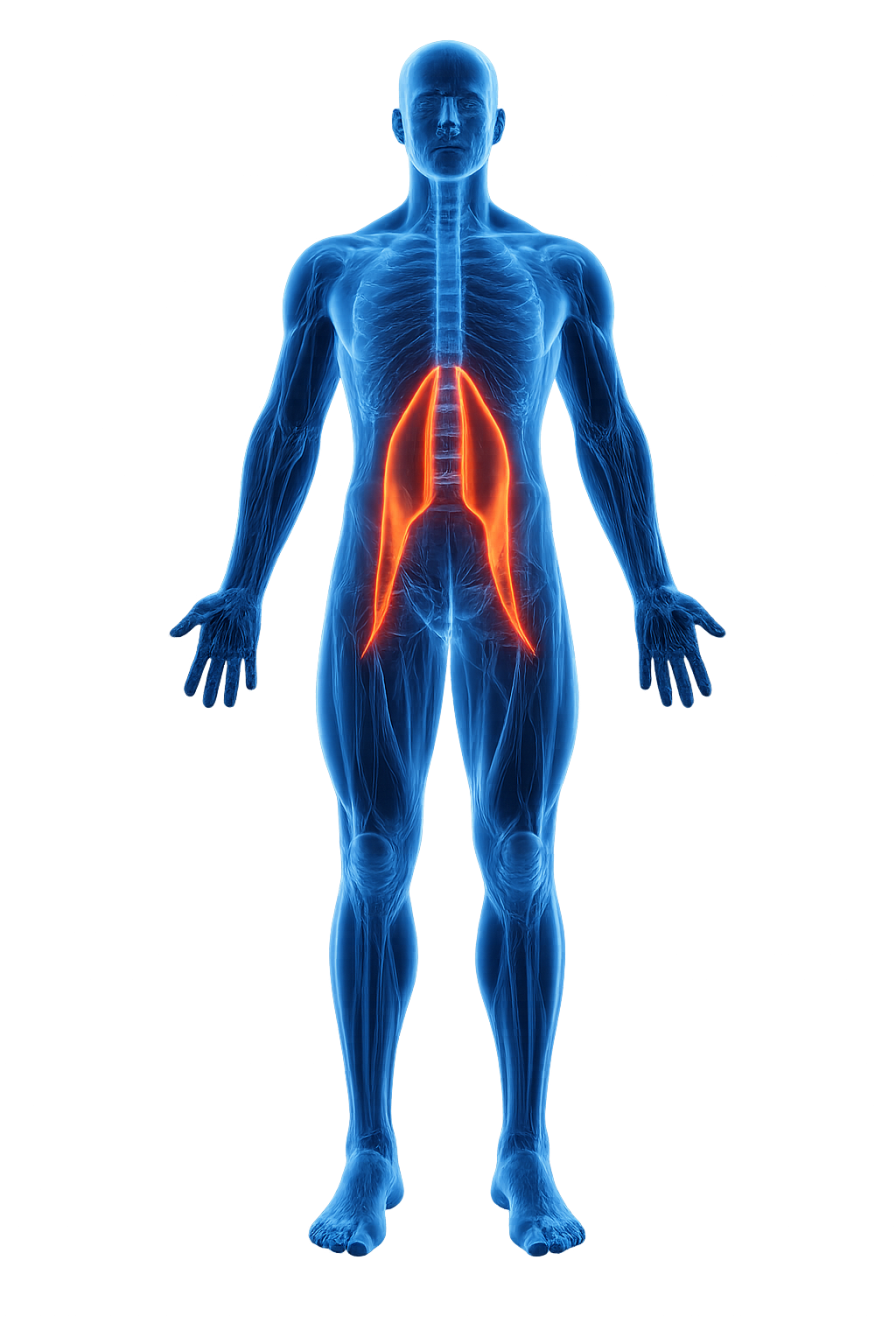 Anatomisk illustrasjon av psoasmuskelen
